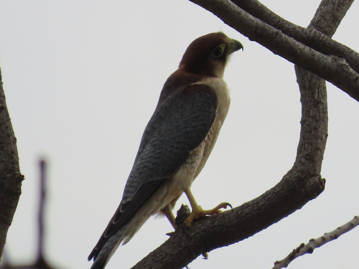 Red-necked Falcon - Shilpa Gadgil