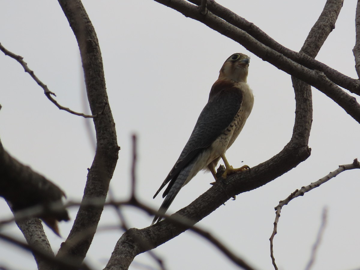 Red-necked Falcon - ML620493846