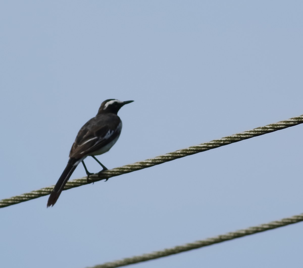 White-browed Wagtail - ML620493849