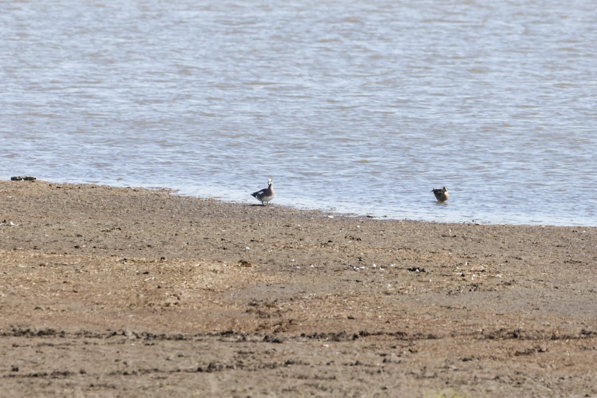 葡萄胸鴨 - ML620493855