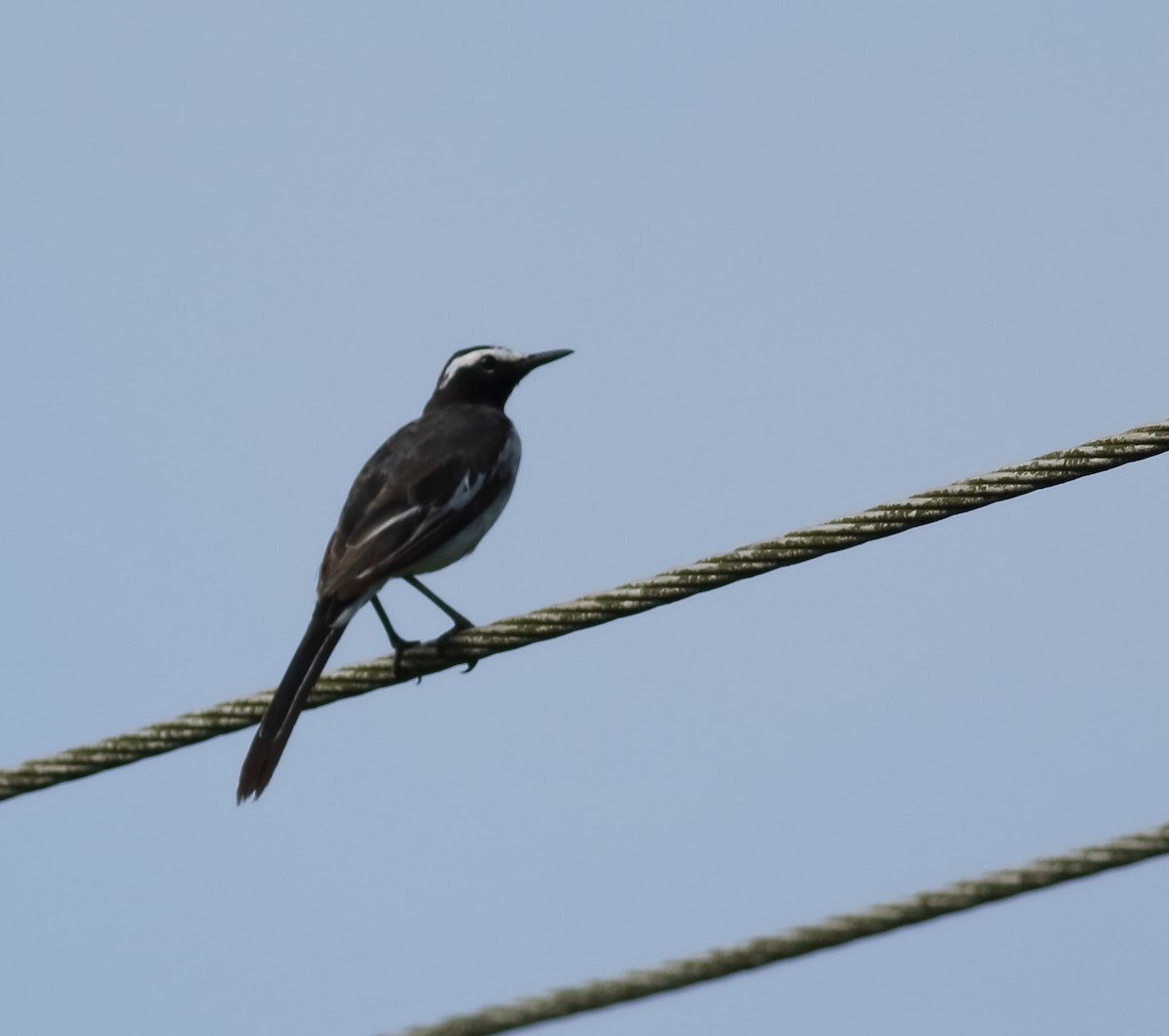 White-browed Wagtail - ML620493856