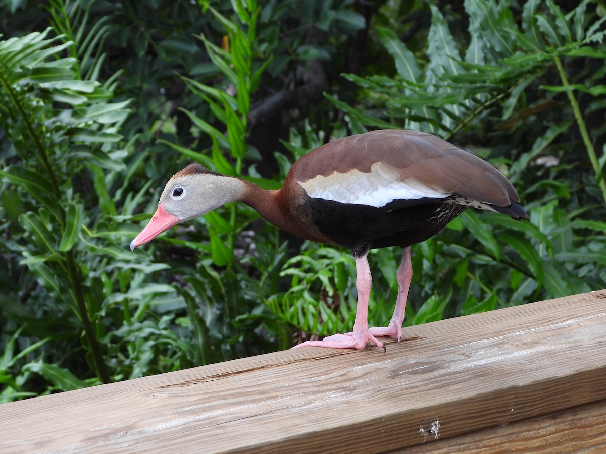 Black-bellied Whistling-Duck - ML620493859