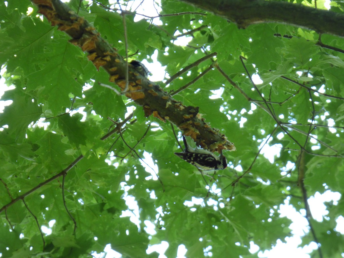 Downy Woodpecker - ML620493860