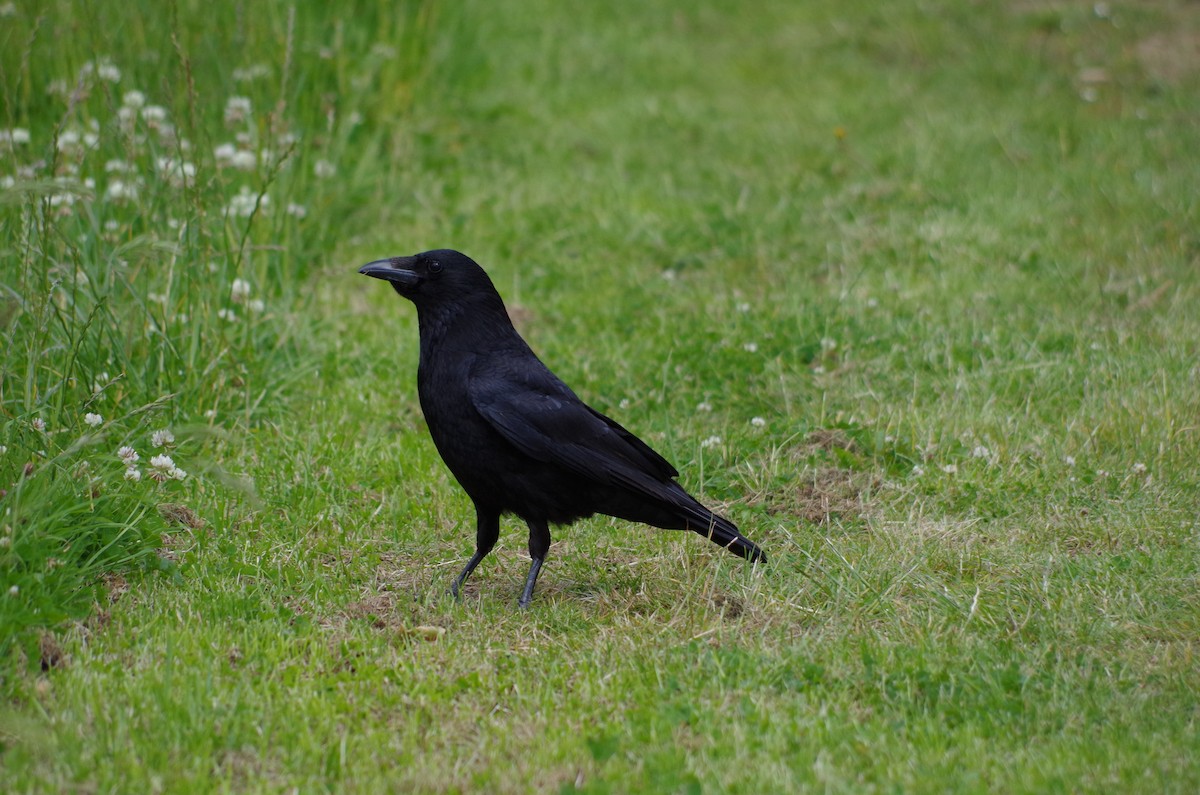 Carrion Crow - ML620493864