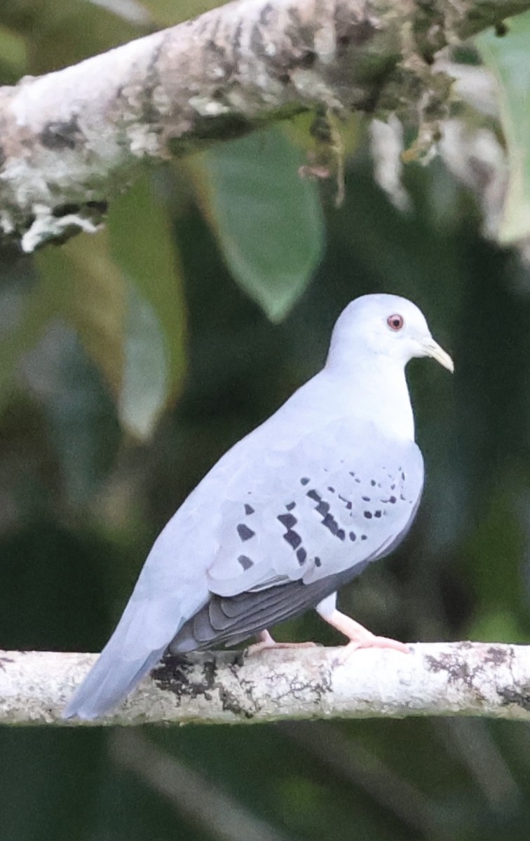 Blue Ground Dove - ML620493867