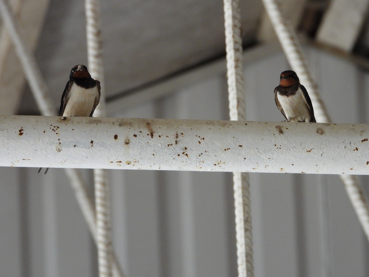 Barn Swallow - ML620493869