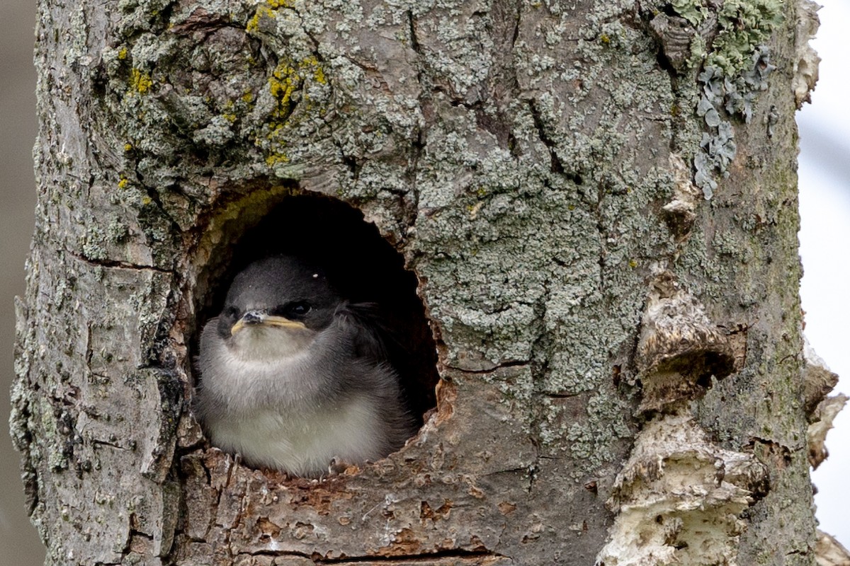 Tree Swallow - ML620493871