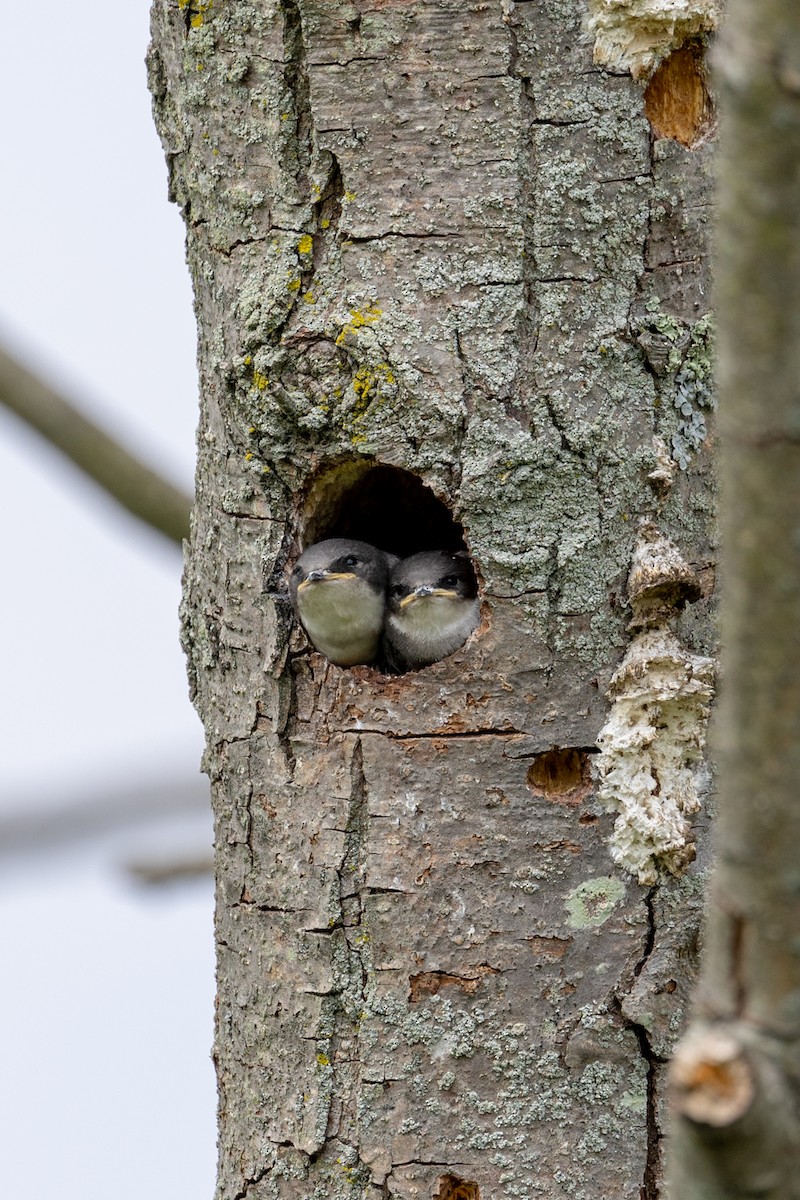 Tree Swallow - ML620493872