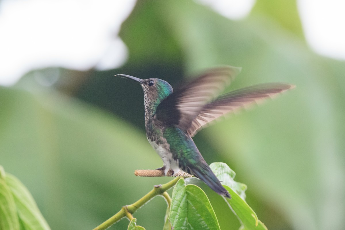 White-necked Jacobin - ML620493874