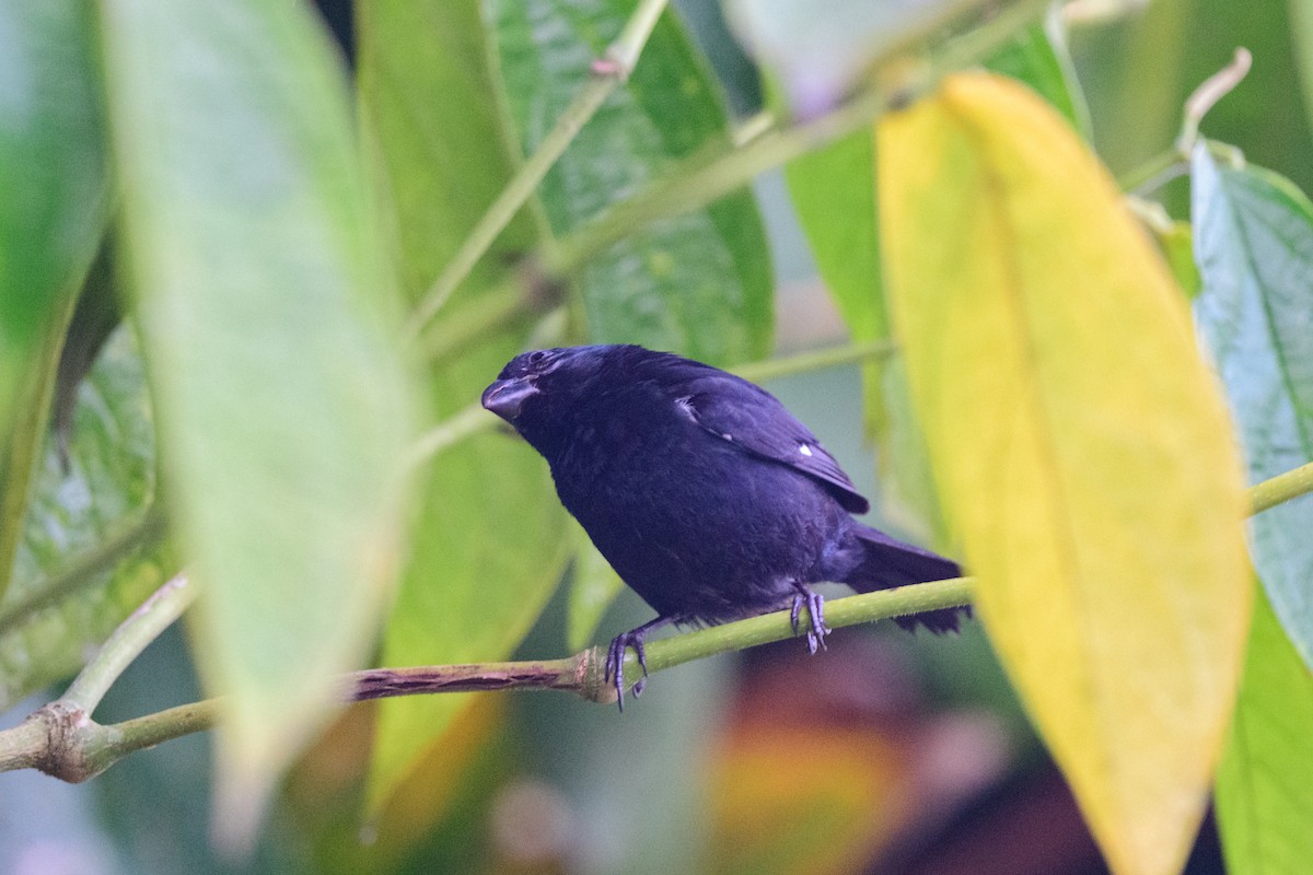 Variable Seedeater - ML620493881