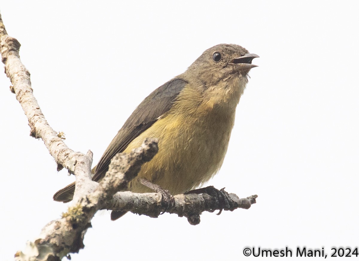 Fire-breasted Flowerpecker - ML620493884