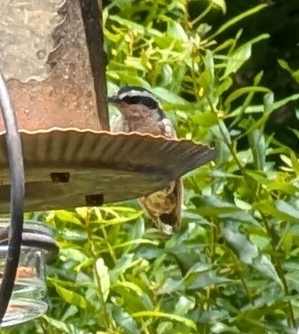 Red-breasted Nuthatch - ML620493888