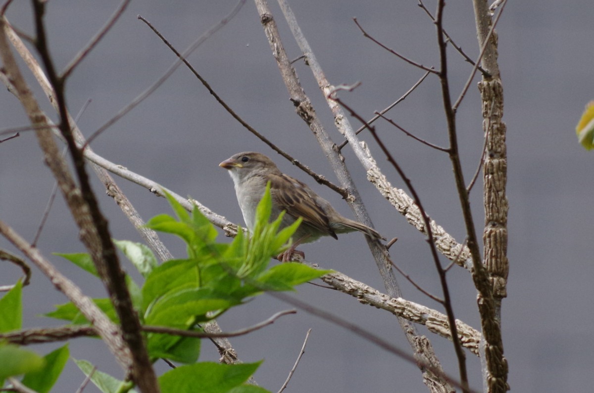 House Sparrow - ML620493889