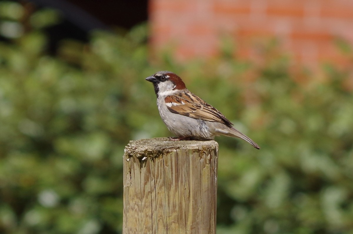 House Sparrow - ML620493894