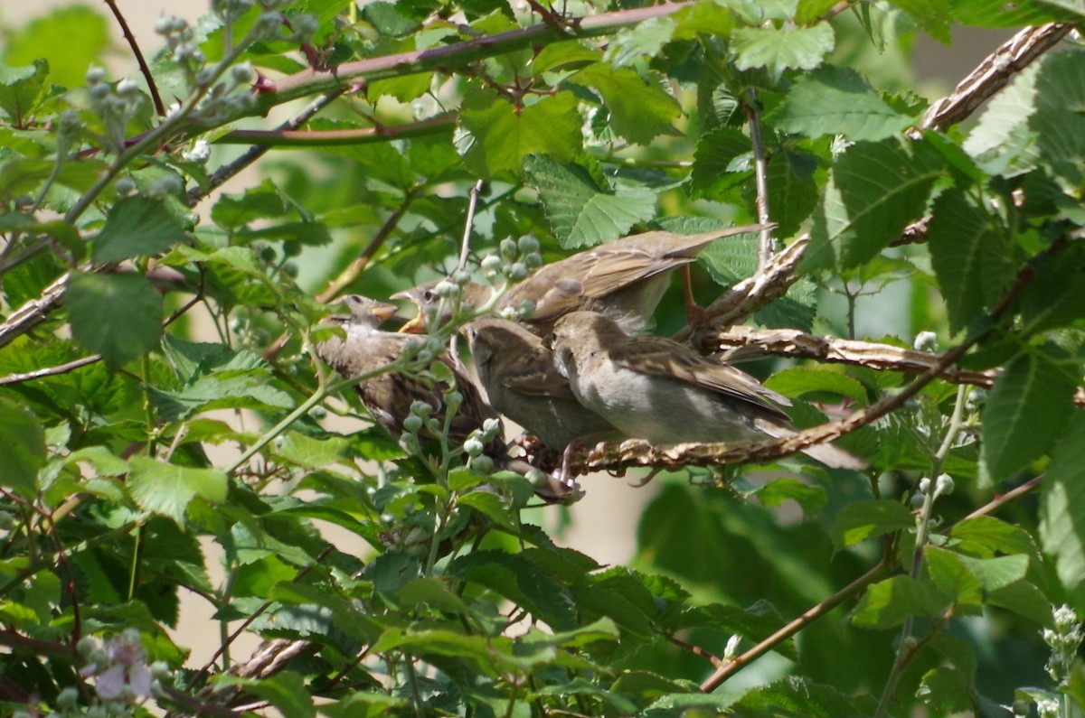 House Sparrow - ML620493895