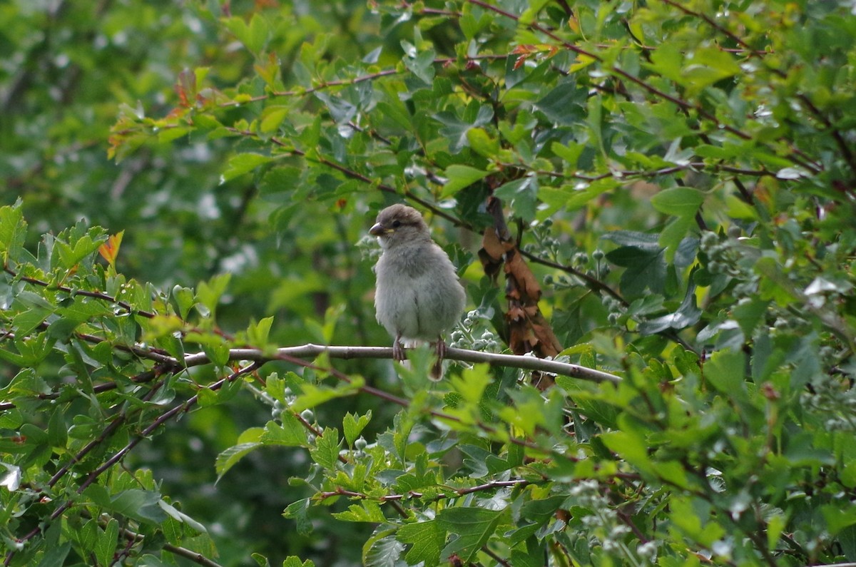 House Sparrow - ML620493896