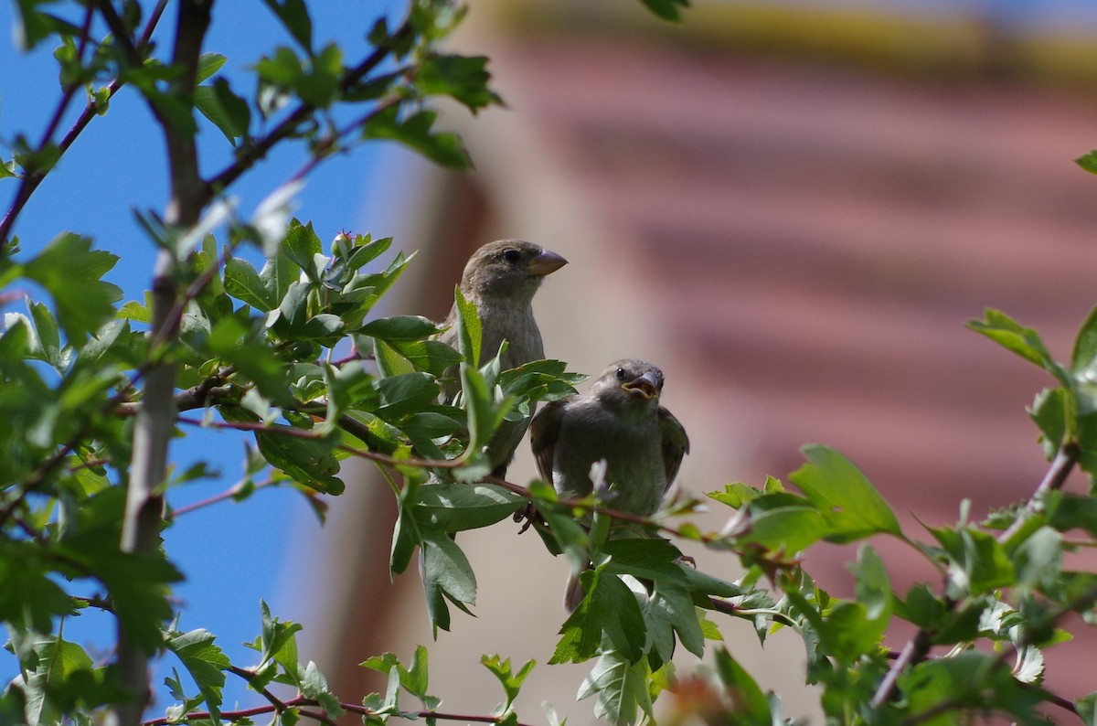 Moineau domestique - ML620493897