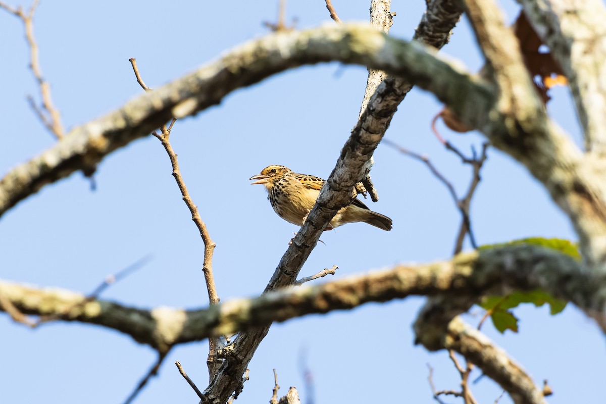 Indochinese Bushlark - ML620493903