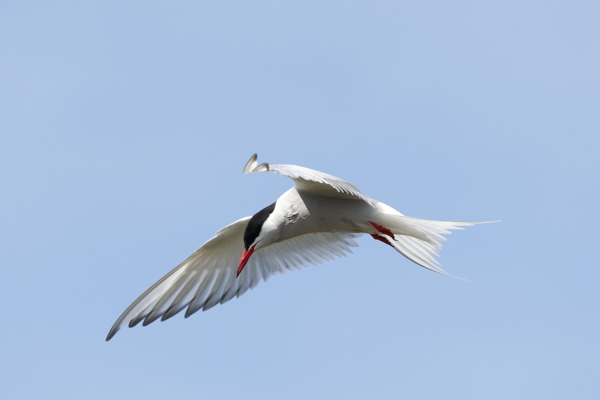 Common Tern - ML620493906