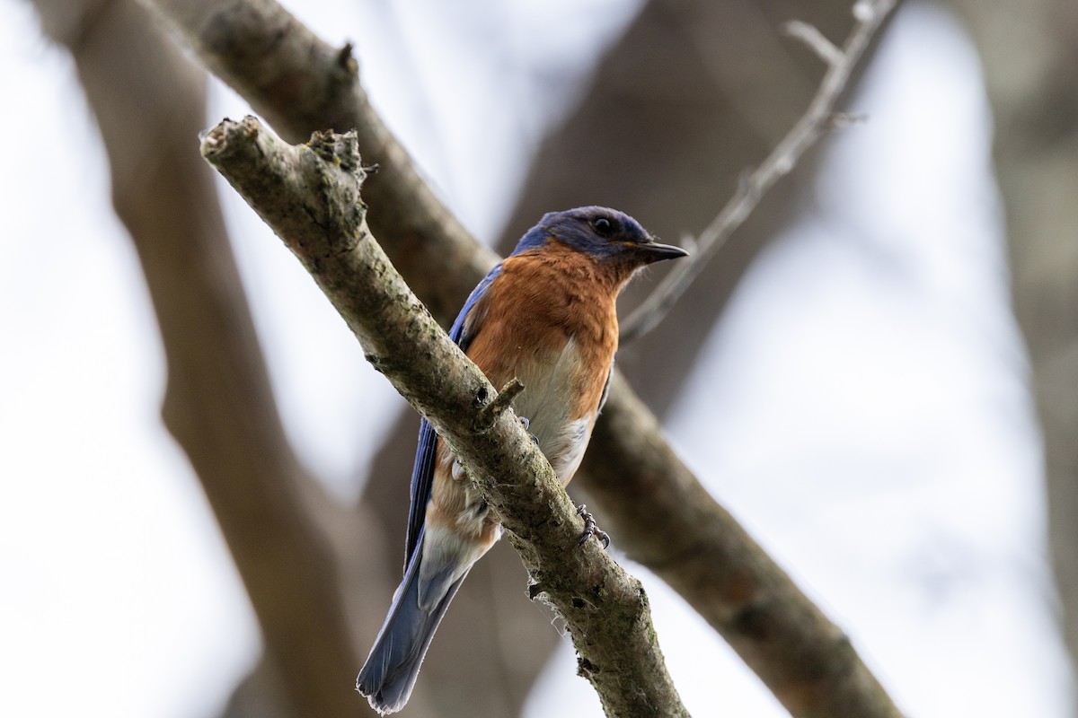 Eastern Bluebird - Lonny Garris