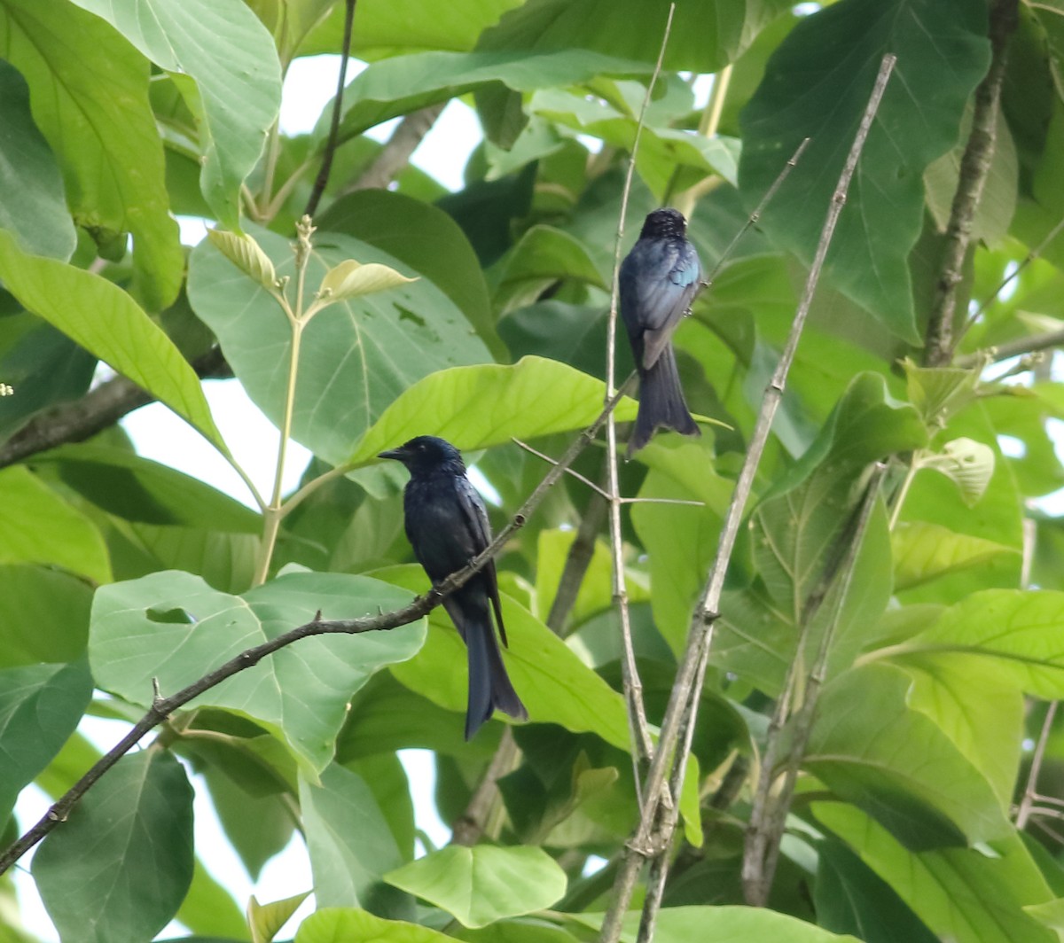 White-bellied Drongo - ML620493908