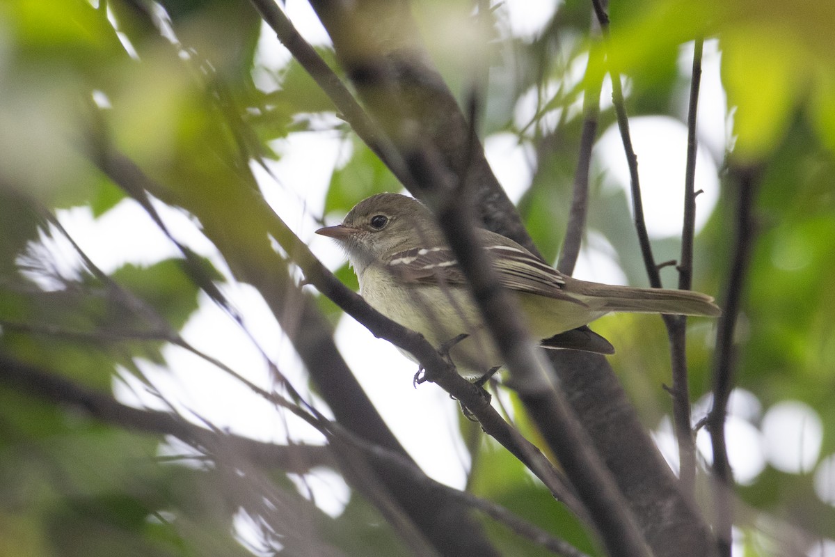 Small-billed Elaenia - ML620493909