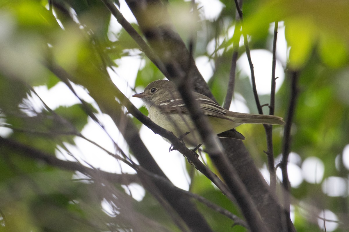 Small-billed Elaenia - ML620493910