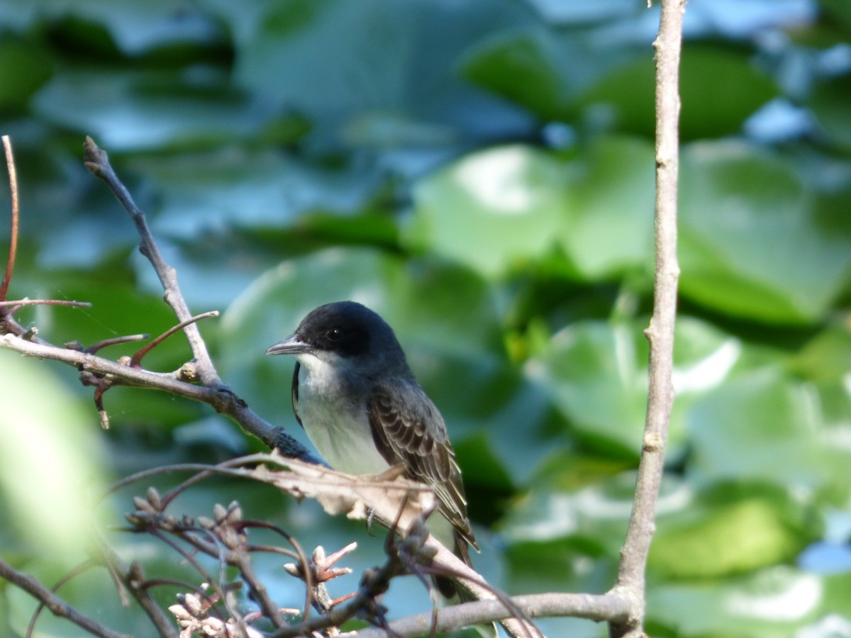 Eastern Kingbird - ML620493913