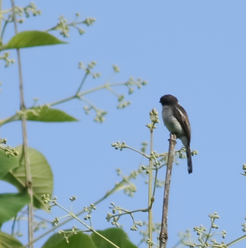 Bar-winged Flycatcher-shrike - ML620493919