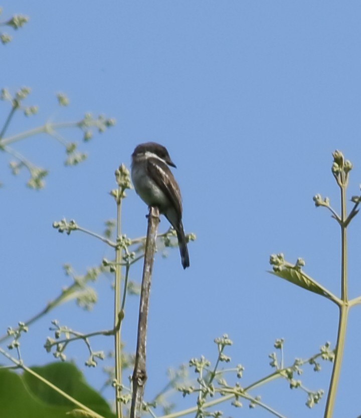 Bar-winged Flycatcher-shrike - ML620493921