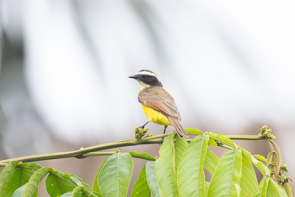 Rusty-margined Flycatcher - ML620493922