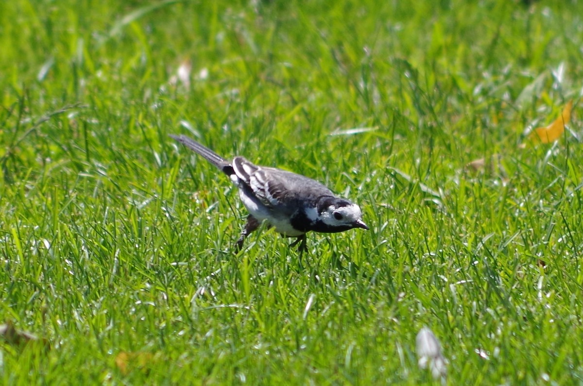 White Wagtail - ML620493925