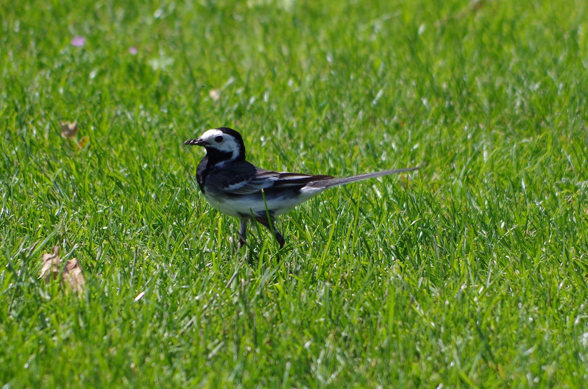 White Wagtail - ML620493927