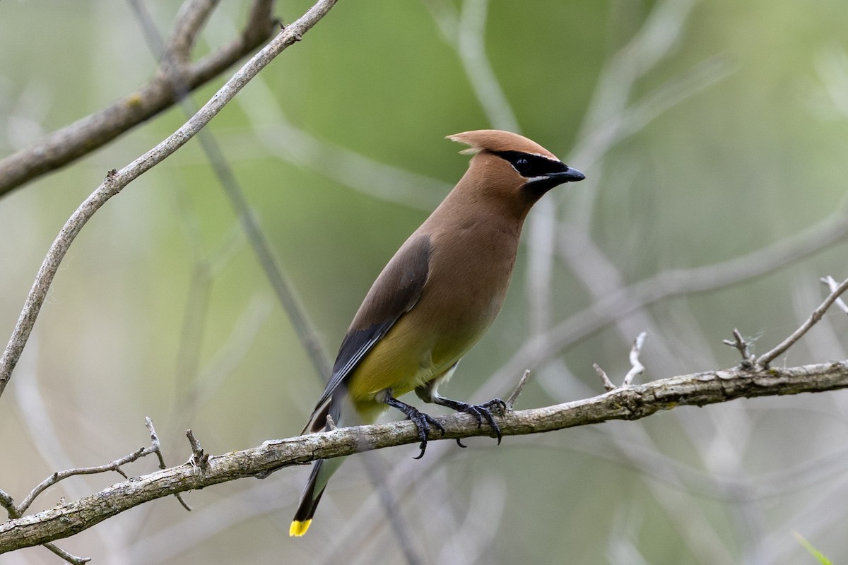 Cedar Waxwing - ML620493931