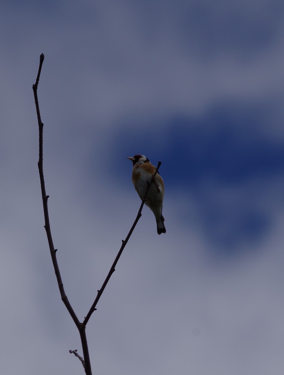 European Goldfinch - ML620493934