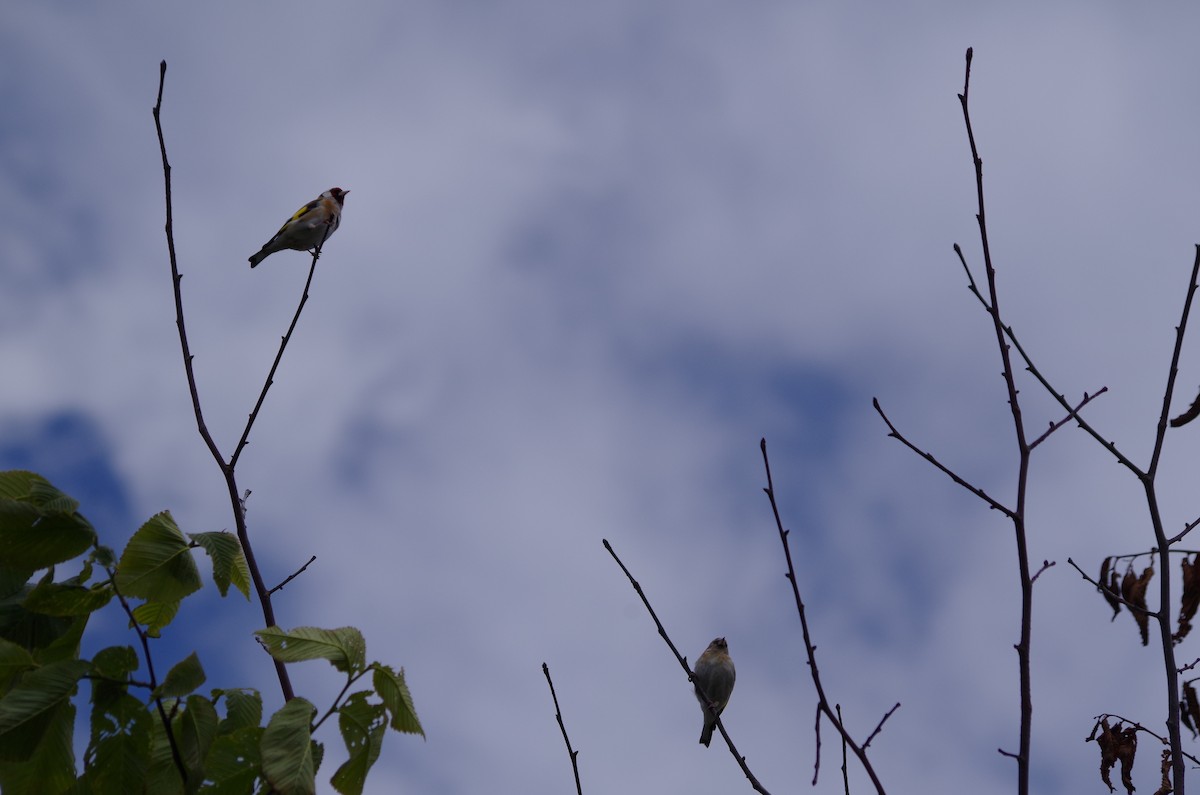 European Goldfinch - ML620493935