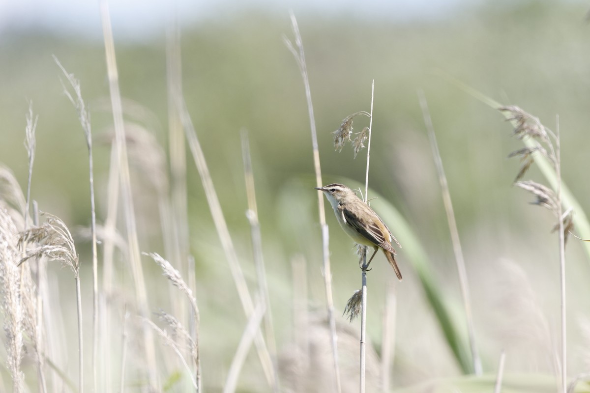 Sedge Warbler - ML620493937