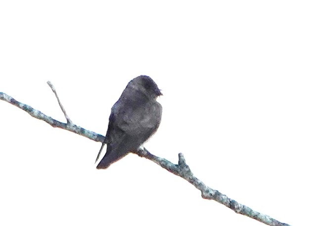 Northern Rough-winged Swallow - ML620493939