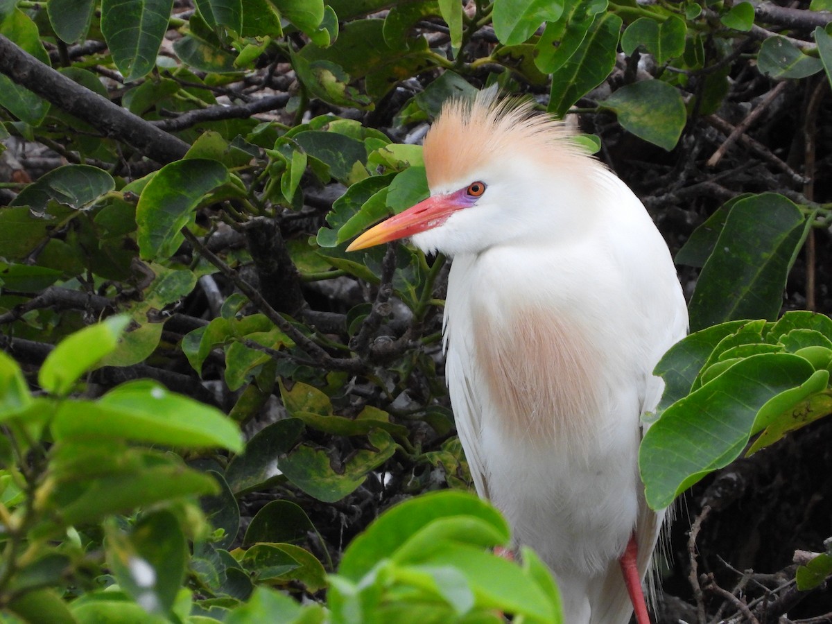 Египетская цапля (ibis) - ML620493940