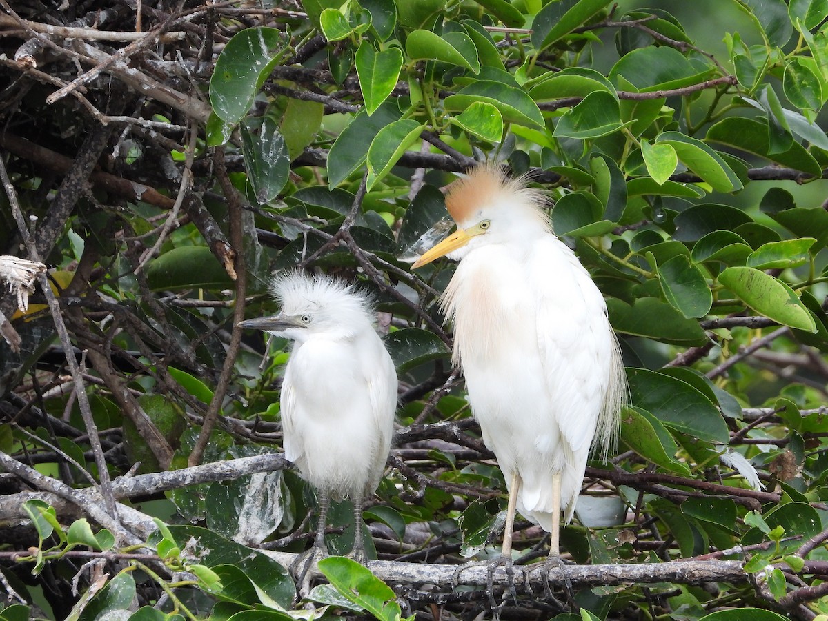 Western Cattle Egret - Luis Gonzalez