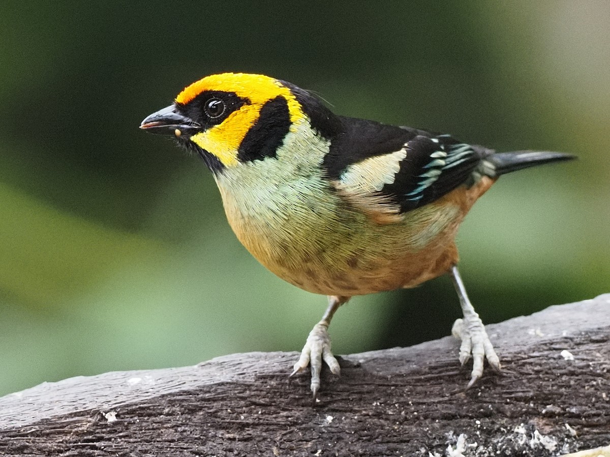 Flame-faced Tanager - ML620493944