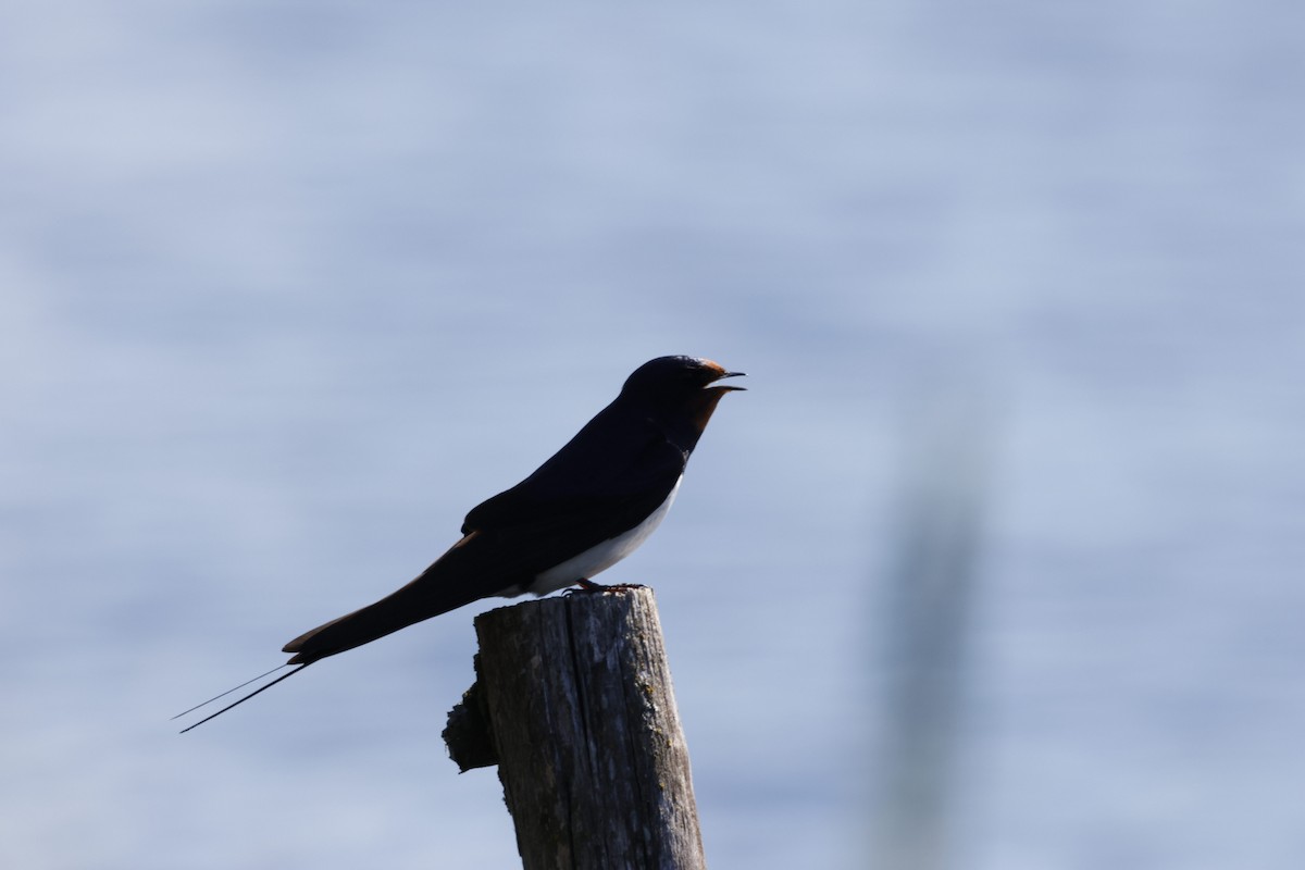 Barn Swallow - ML620493965