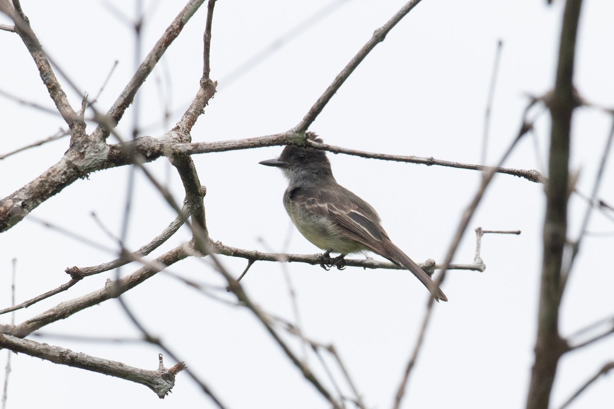 Swainson's Flycatcher - ML620493970