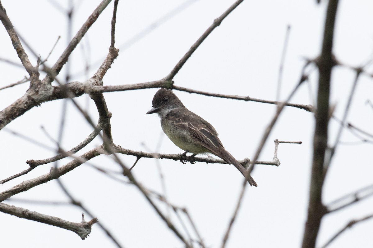 Swainson's Flycatcher - ML620493972