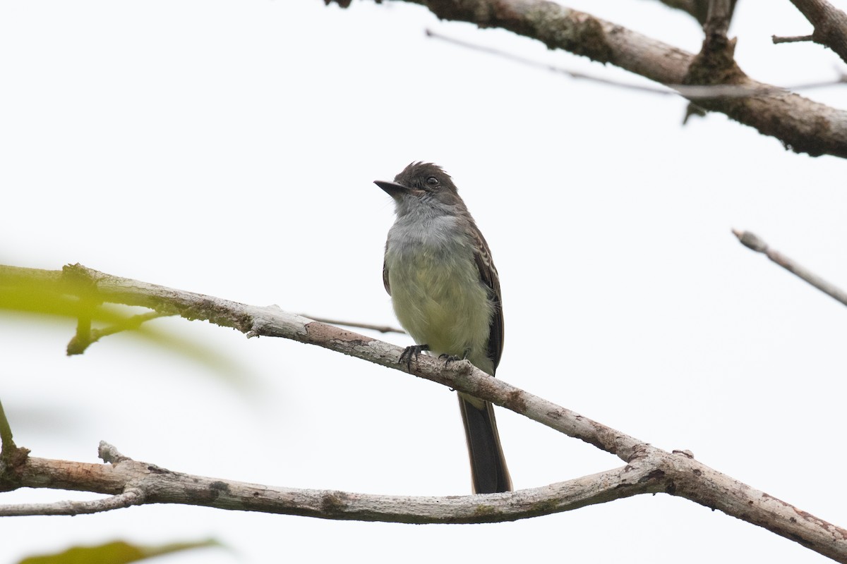 Swainson's Flycatcher - Andre Moncrieff