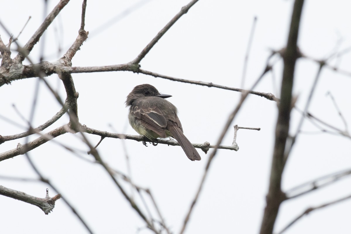 Swainson's Flycatcher - ML620493974