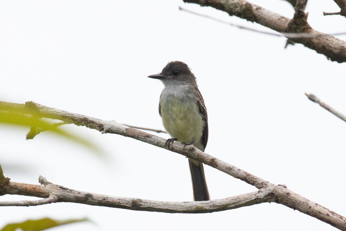 Swainson's Flycatcher - Andre Moncrieff