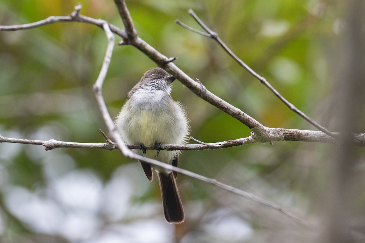 Swainson's Flycatcher - ML620493980