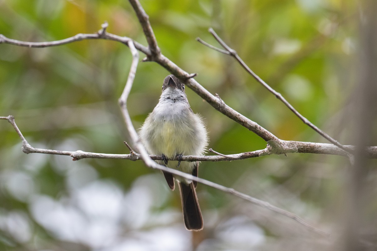 Swainson's Flycatcher - ML620493982