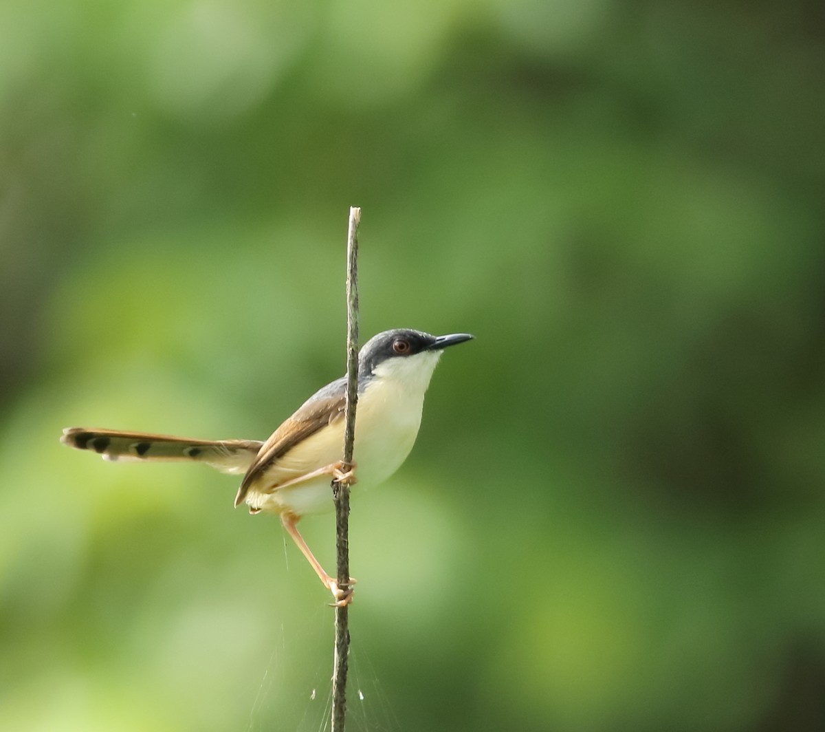 Ashy Prinia - ML620493983